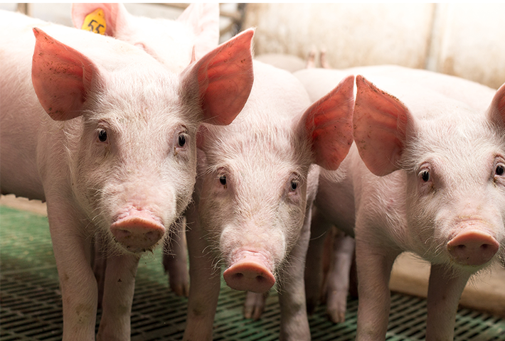 Fakten zum Tierwohl bei McDonald’s | Schwein