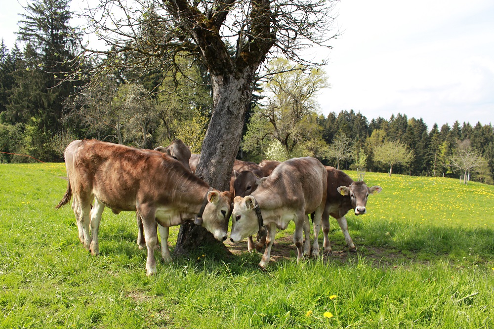 Nachhaltiger Milchgenuss: Unser Lieferant OMIRA