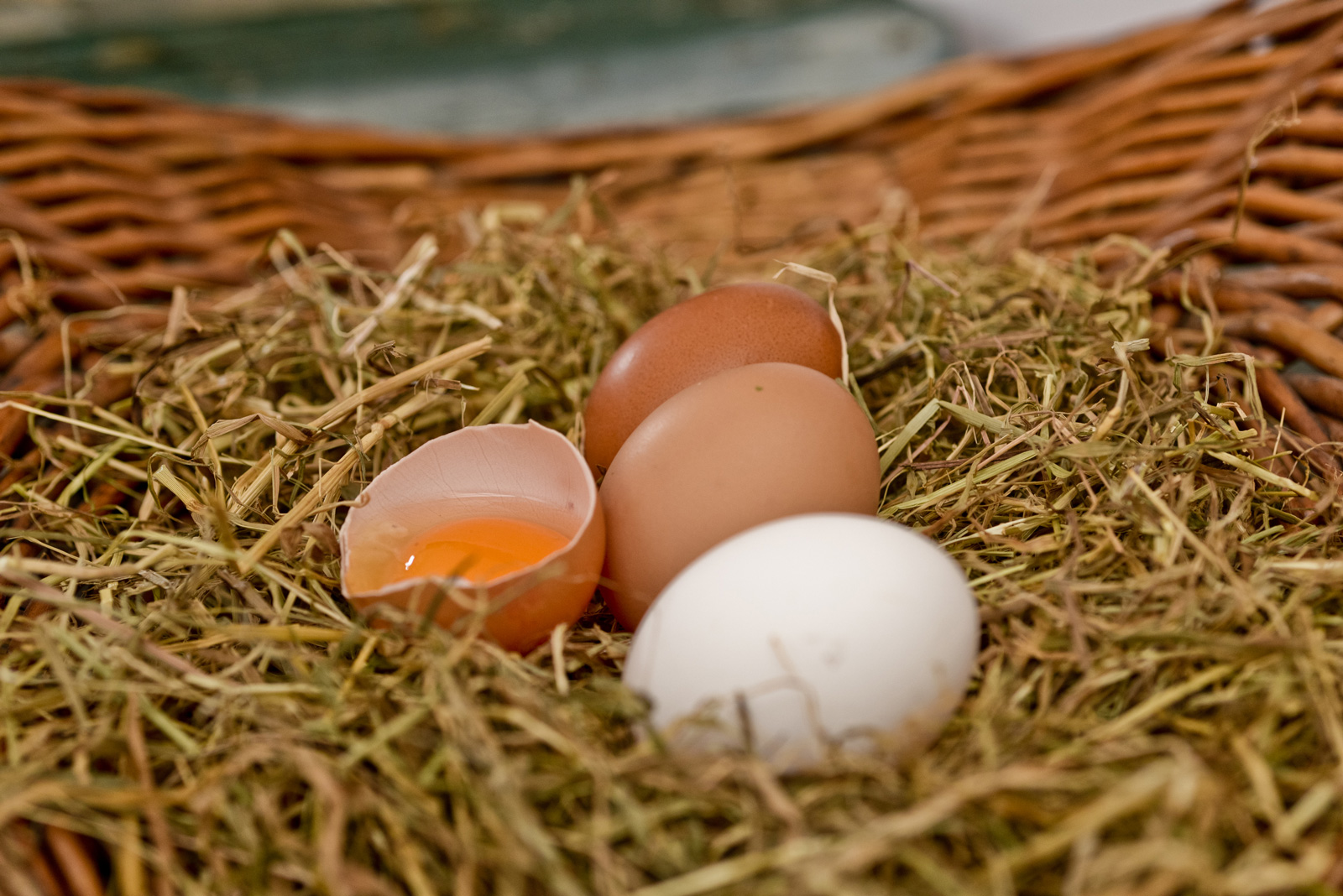 Ich wünscht‘ ich wär‘ ein Huhn… in der Thanninger Freiheit