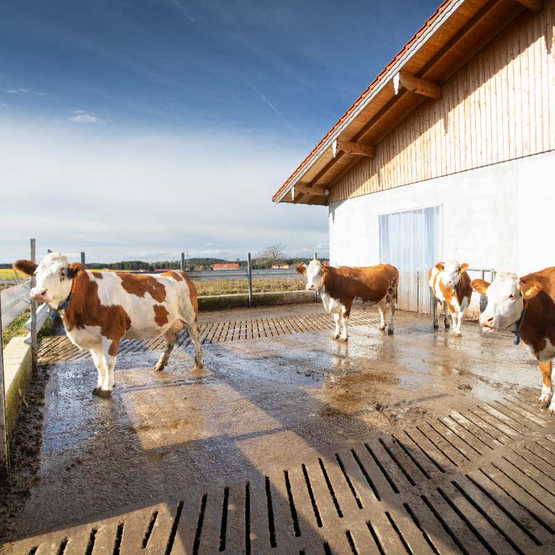 Treibhausgas-Bilanzen in der Landwirtschaft berechnen – Projekt mit Hochland und Bodensee-Stiftung