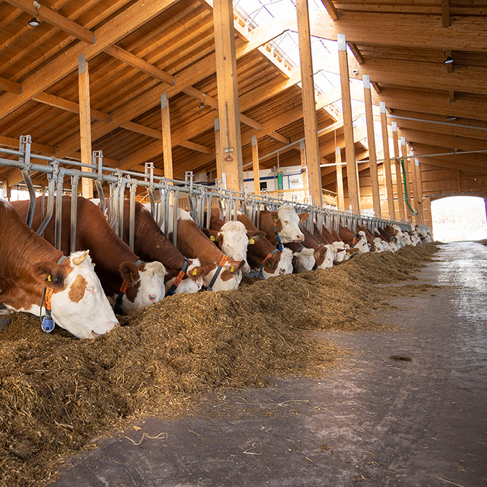 Wie viel Rinderzucht steckt in Hamburger und Co.?