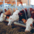McDonald's Rindfleisch Haltung