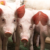 Schweine